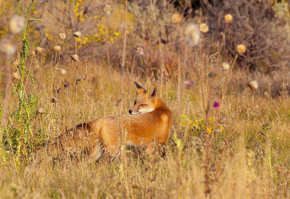 Fox Field II