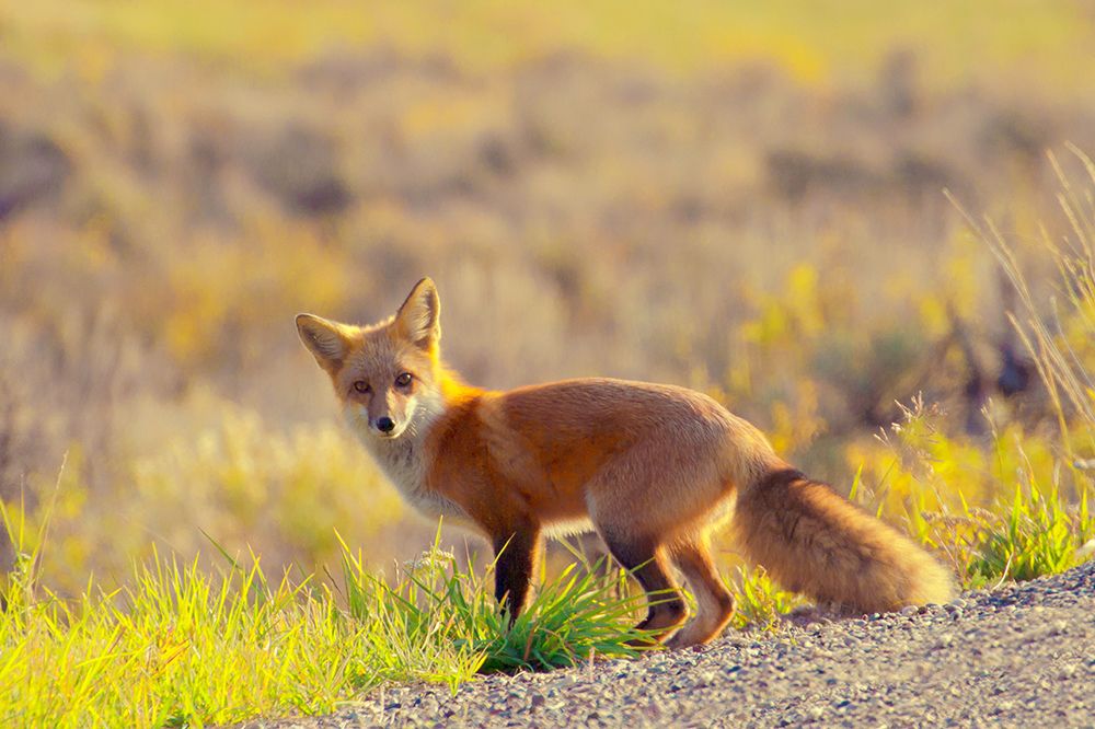 Curious Fox