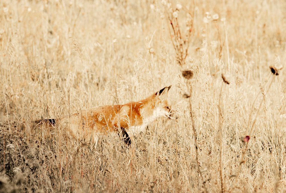 Hide and Hunt