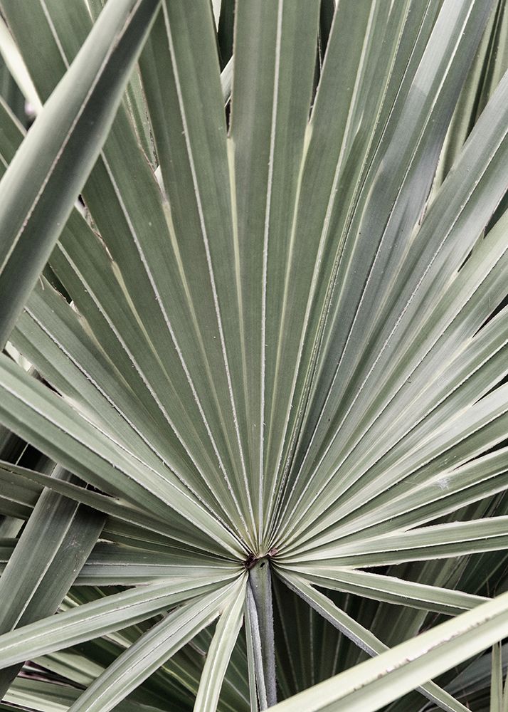 Organic Palm I