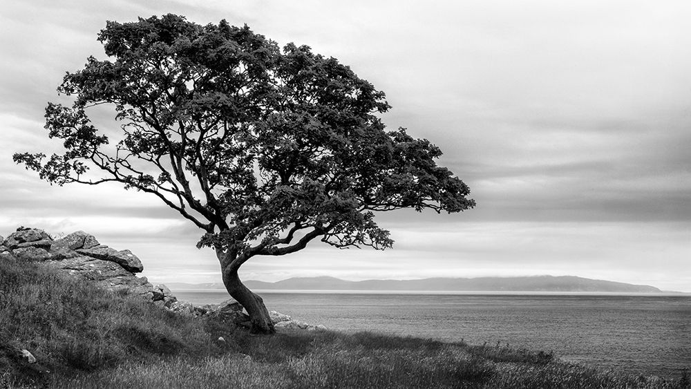 Bonsai Tree