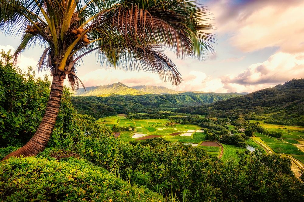 Morning in Paradise