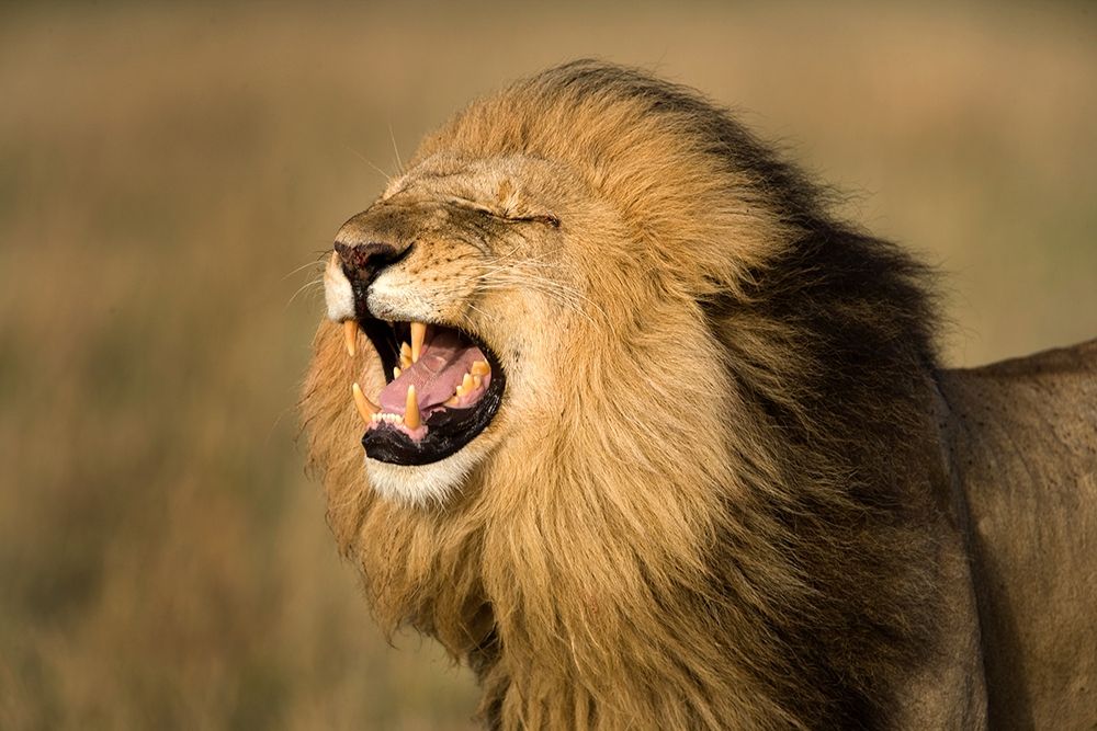 Lion Roar