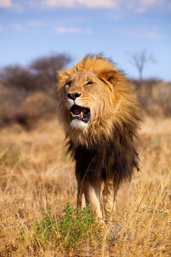 A Lions Roar