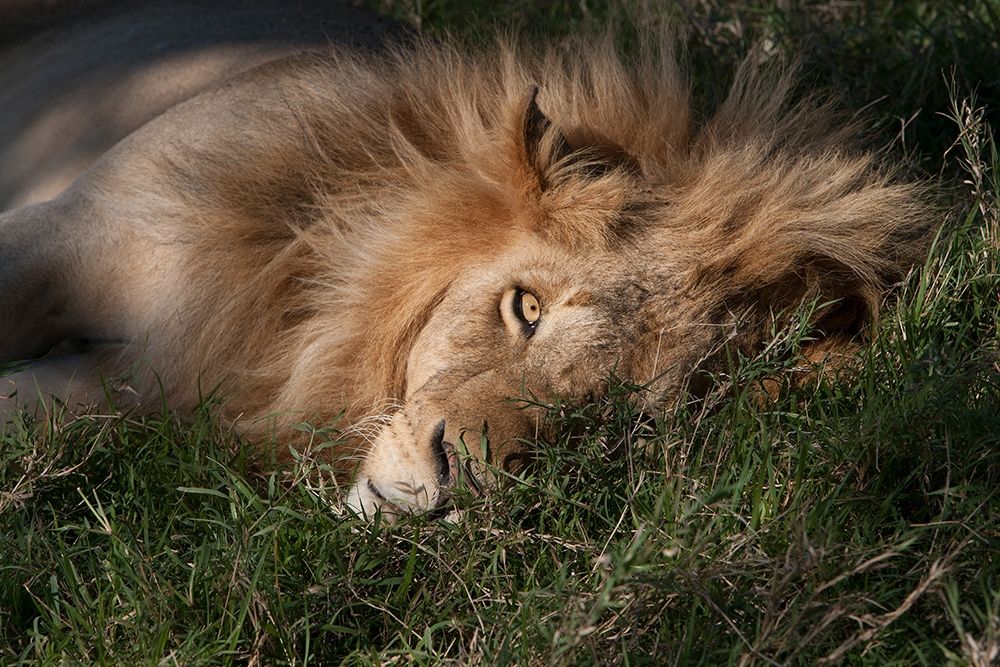Sleeping Lion