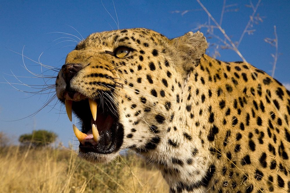 Fierce Leopard