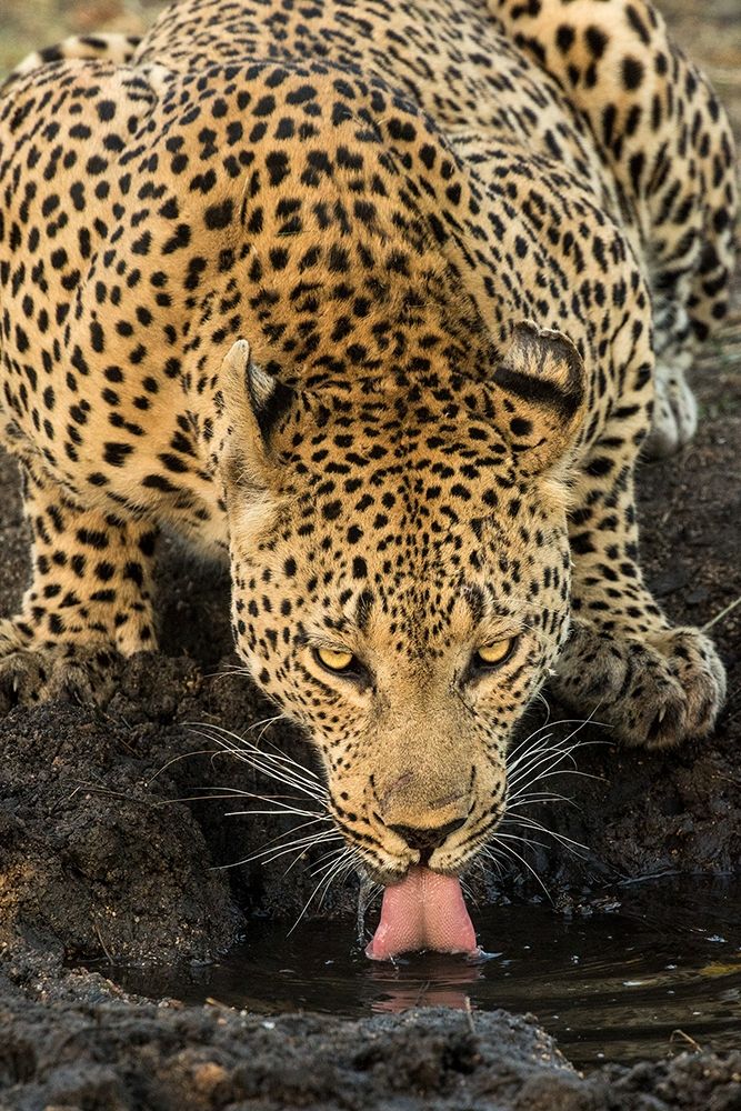 Leopard taking a Break