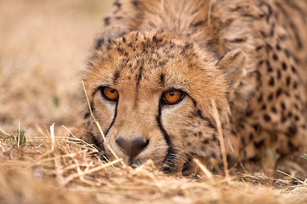 Cheetah Resting