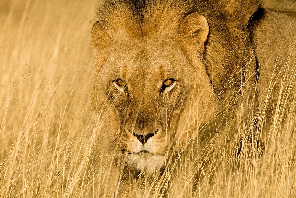 Lion Eyes