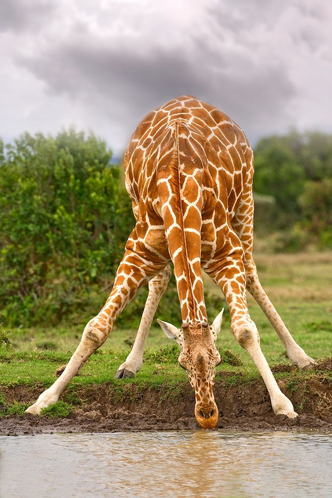 Drinking Giraffe