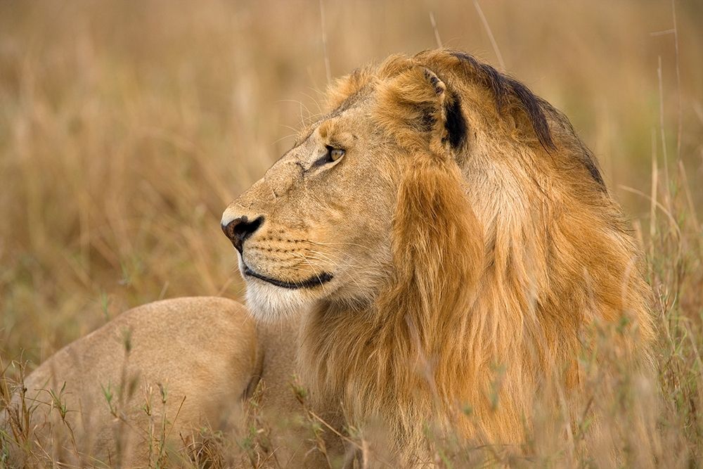 King of the Wild I