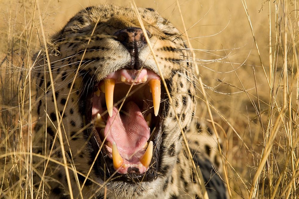 Leopard Growl