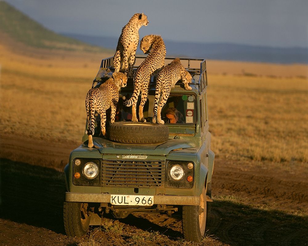 Cheetahs on Safari