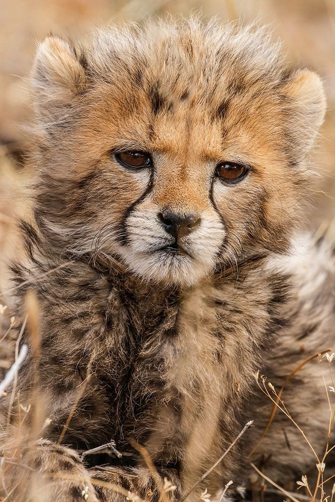 Baby Cheetah