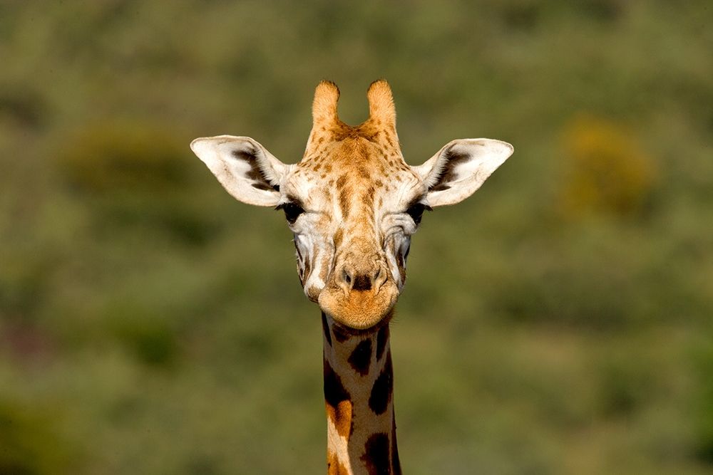 Curious Giraffe