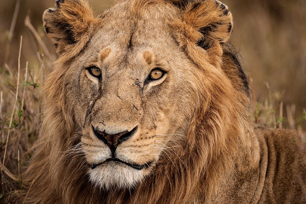 King of the Wild II