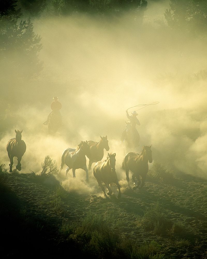 Stampede