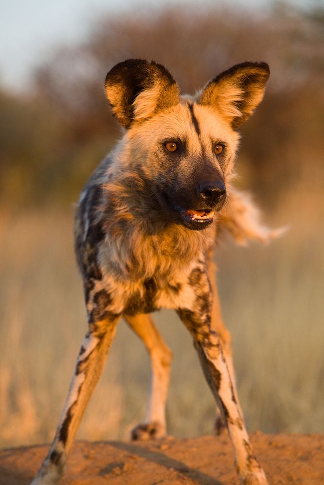Hyena Stare