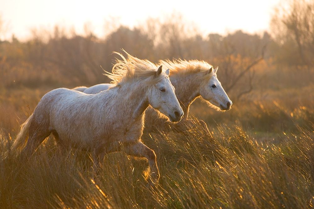 Two Horses Galloping