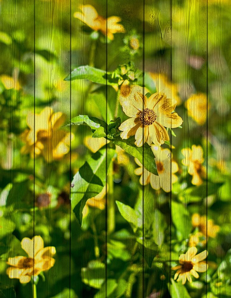 Daisies on Wood
