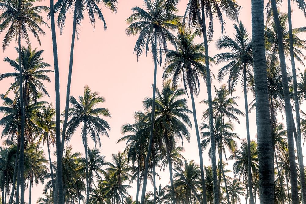 Palms View on Pink Sky II
