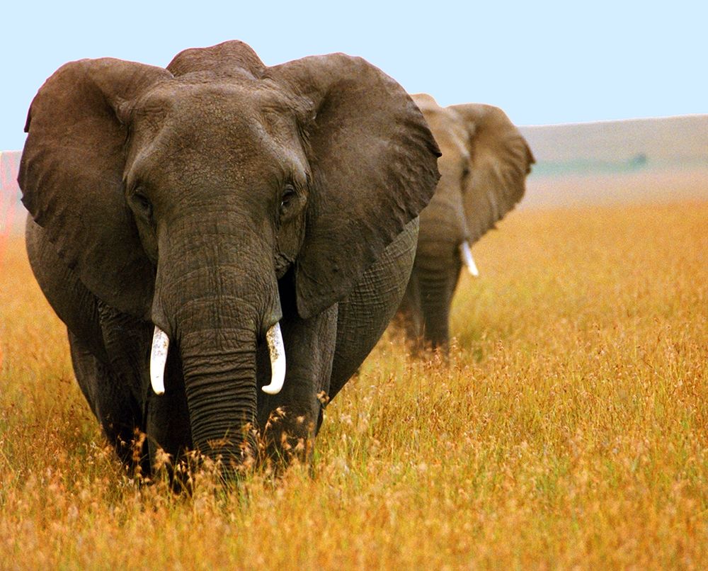 Elephant Plains