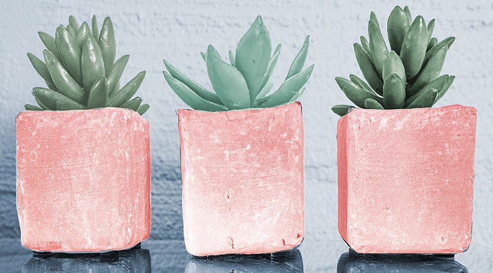 Pink Potted Succulents
