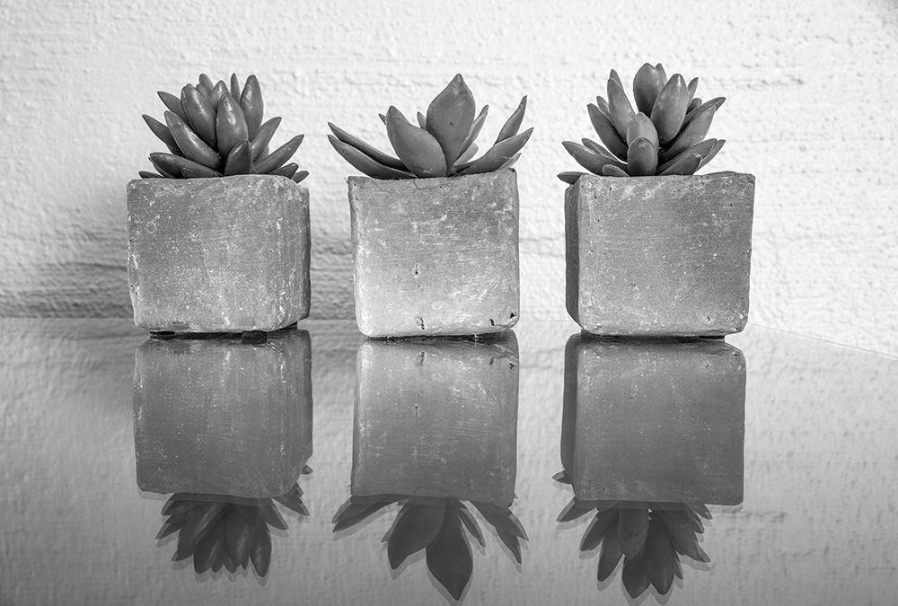Potted Succulent