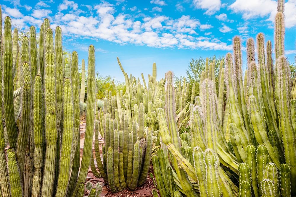 Cactus Garden