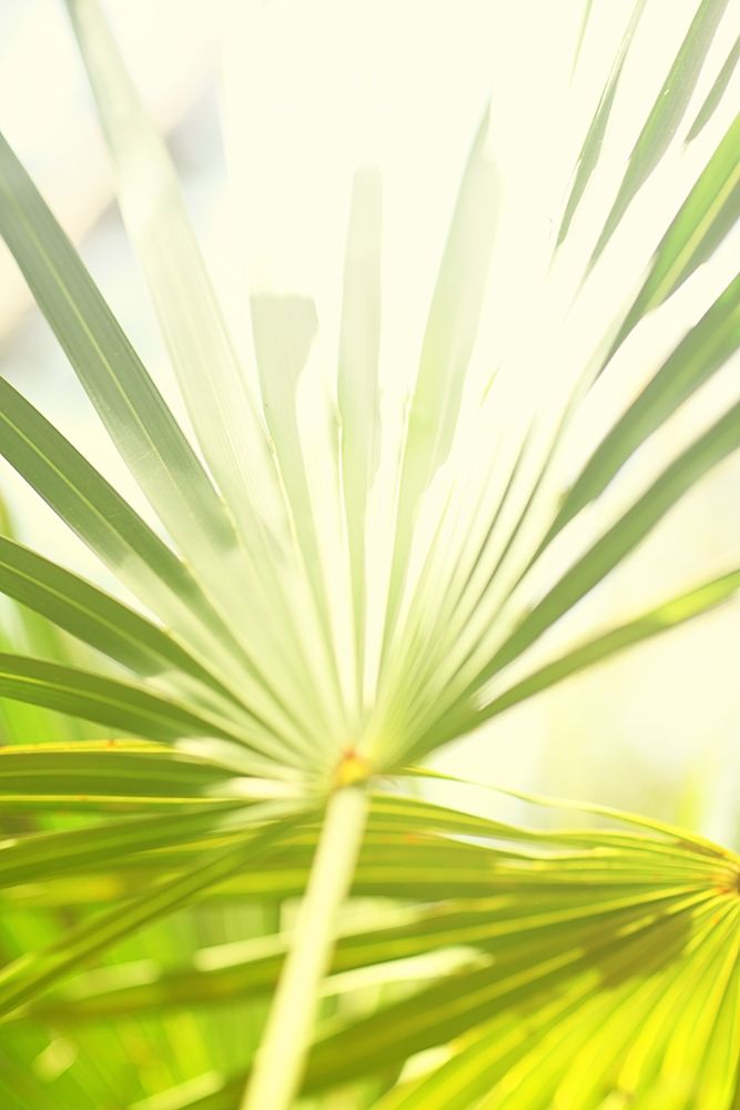 Among Palms I