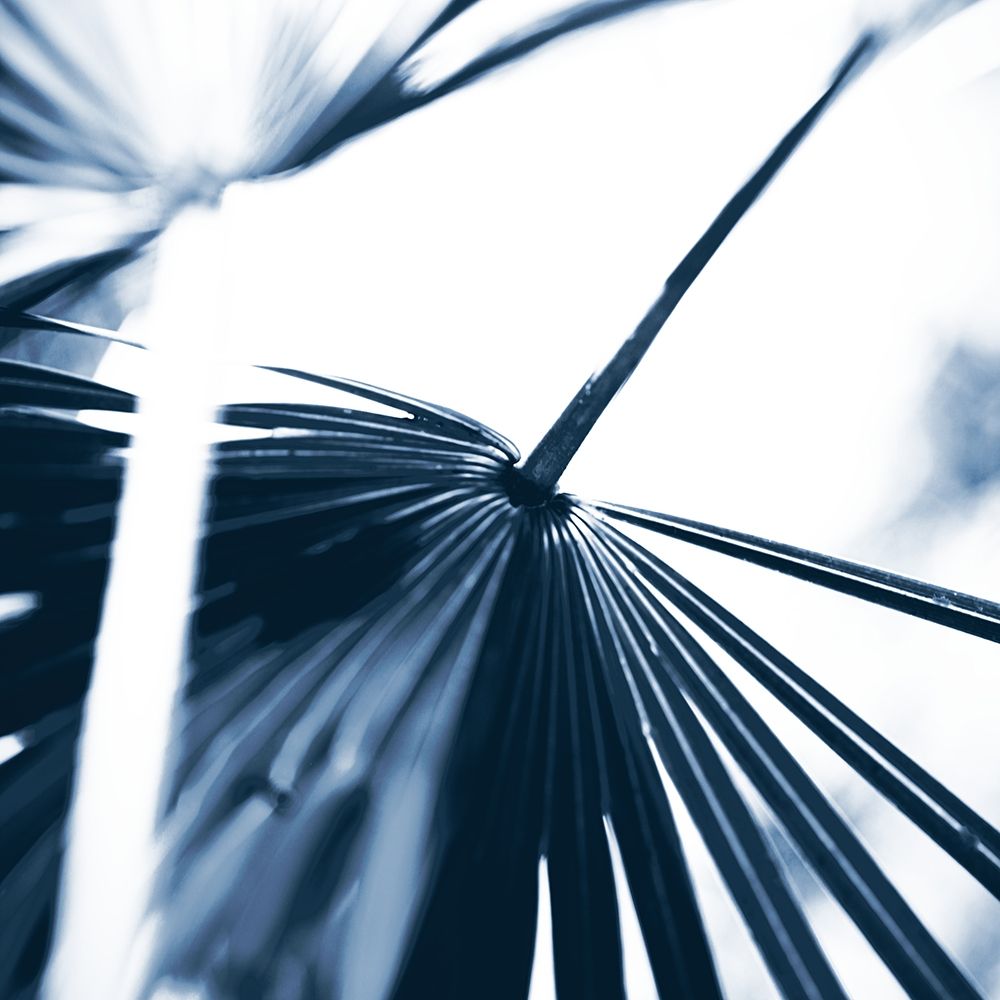 Among Blue Palms II