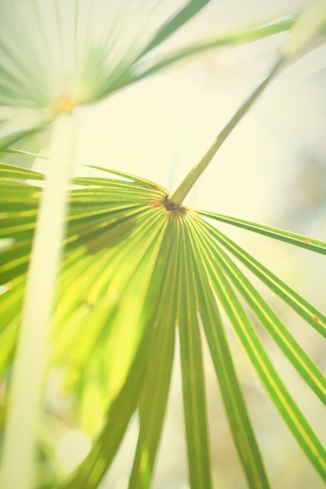 Among Palms II