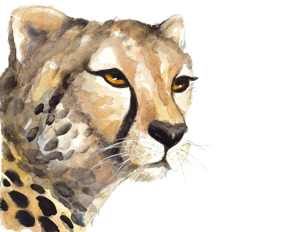 Cheetah Portrait