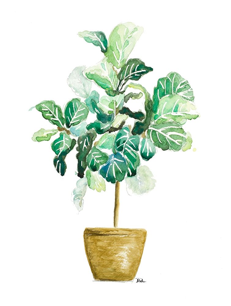 Fig Plant