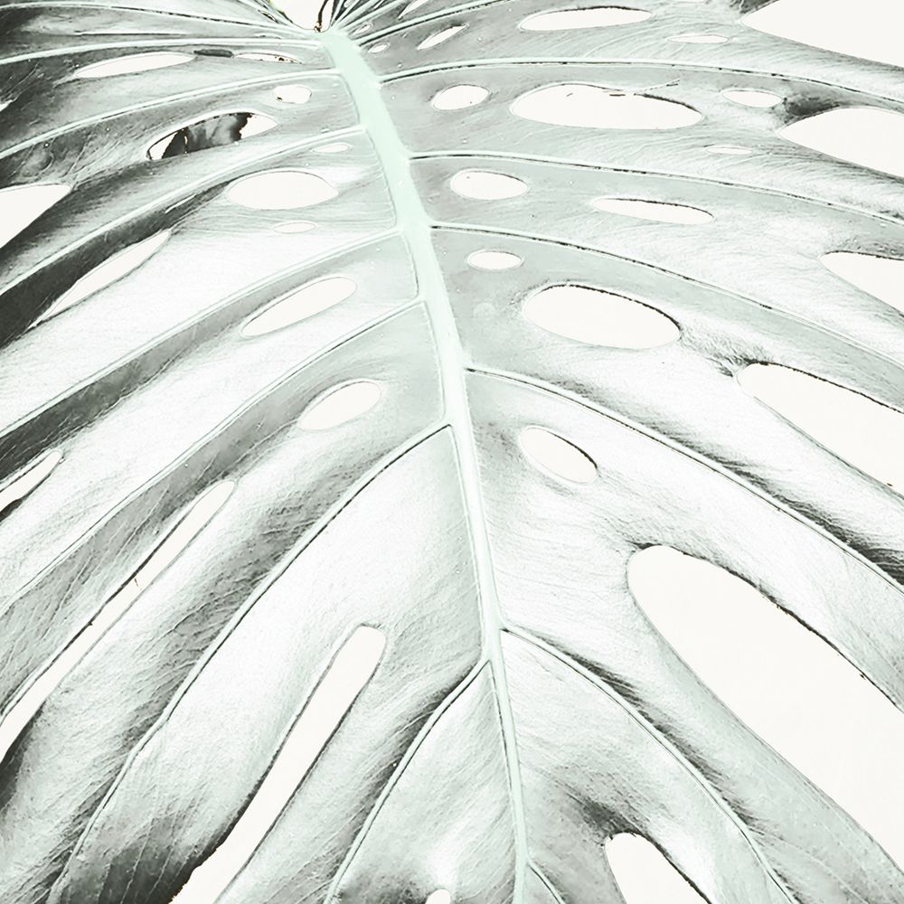 Summer Palm