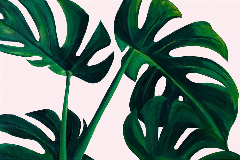 Monstera Palms