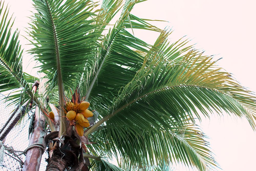 Mexican Papaya Palms