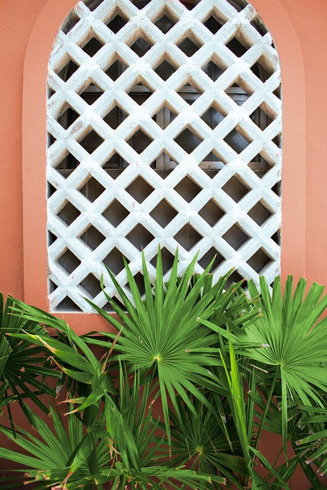 Mexican Fan Palms