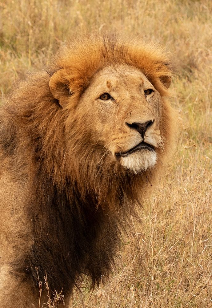 Lions Intent Stare