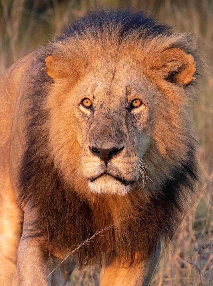 Approaching Lion