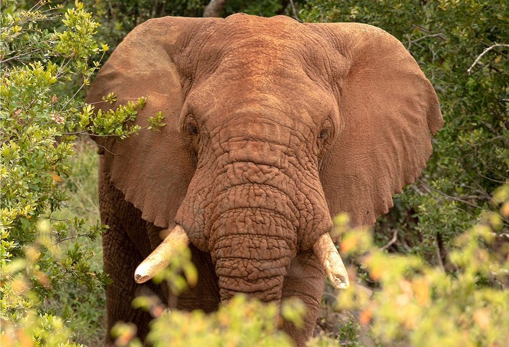 Elephant on Alert