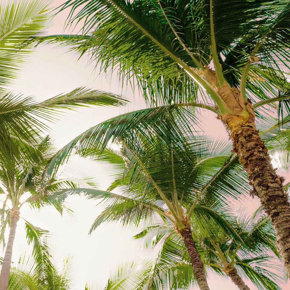 Bright Oahu Palms I