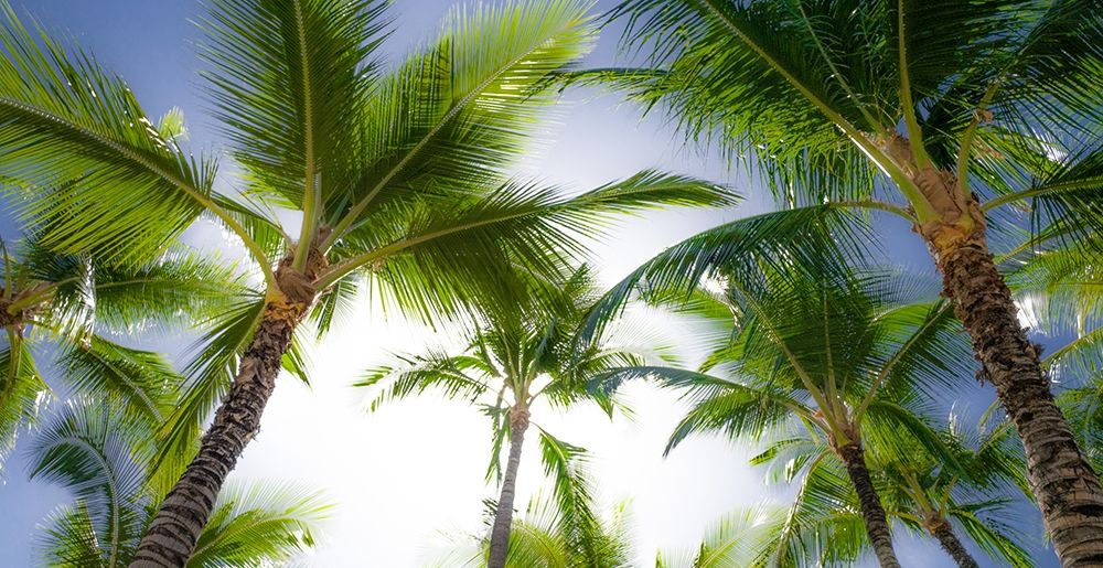 Oahu Palms