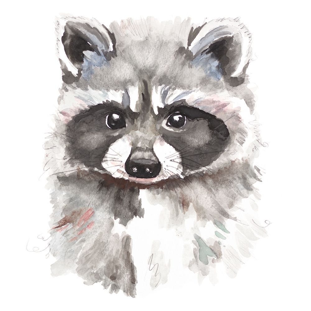 Baby Raccoon