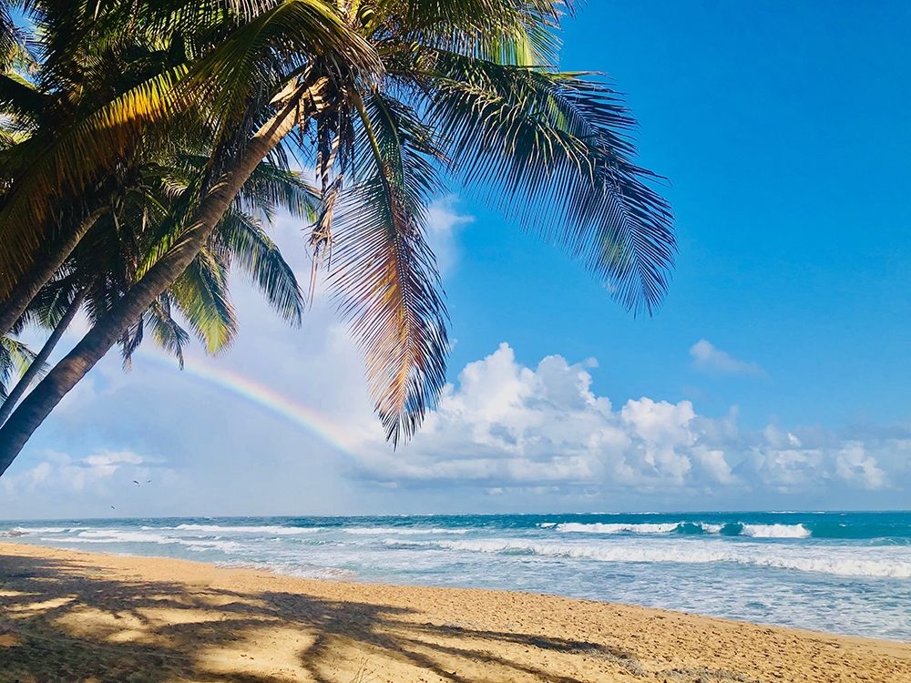 Under the Palms