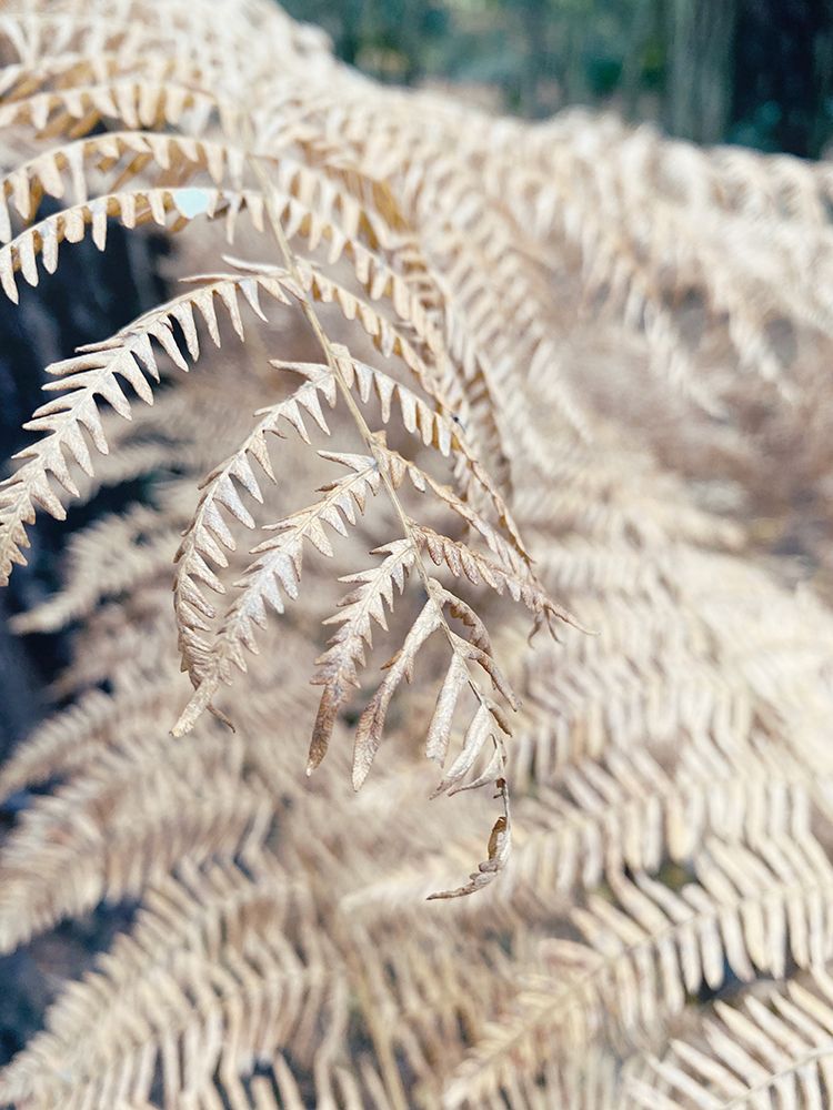 Cream Fern