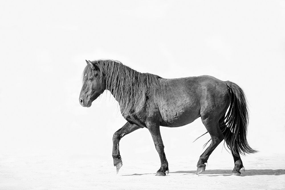Black Horse