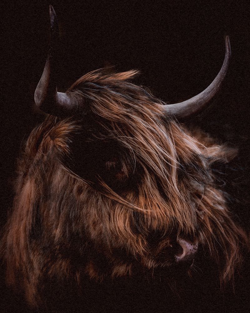 Moody Cow