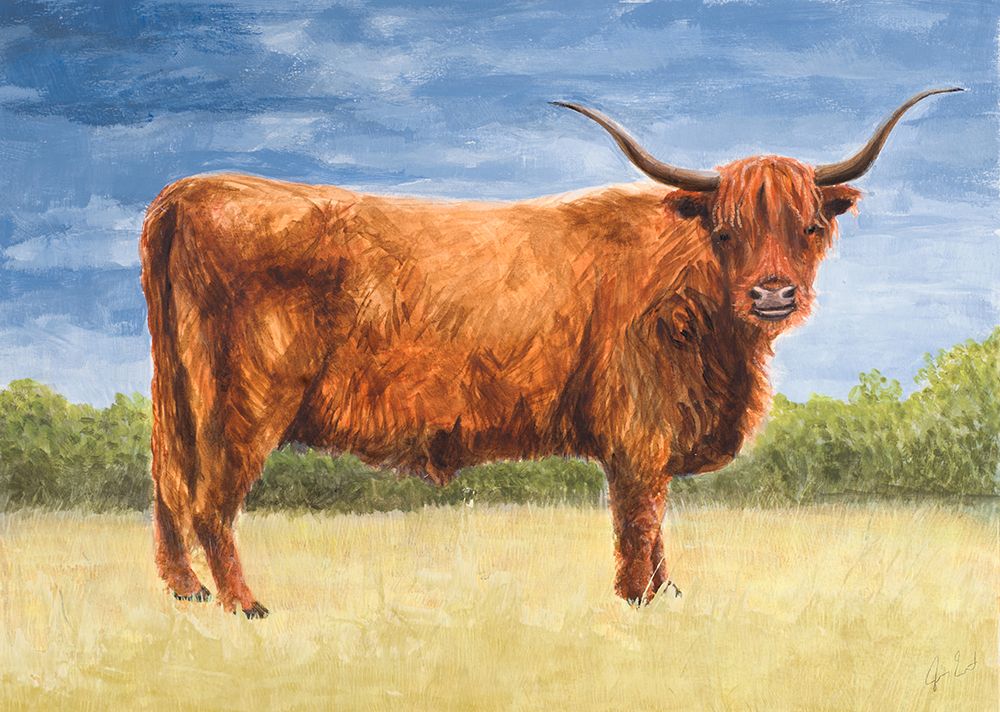 Highland Cattle