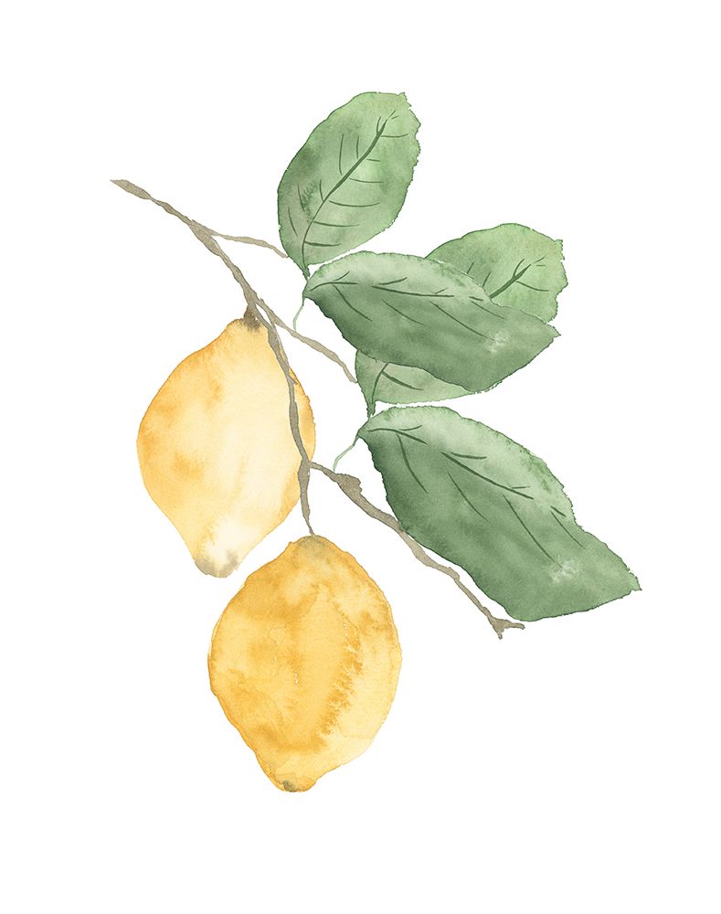 Stem Of Lemons